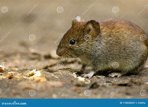 Common vole stock image. Image of mammal, grass, green - 110028207