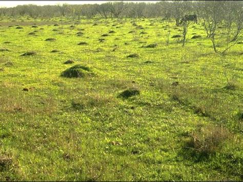 Red imported fire ant: declared pest in Western Australia | Agriculture and Food