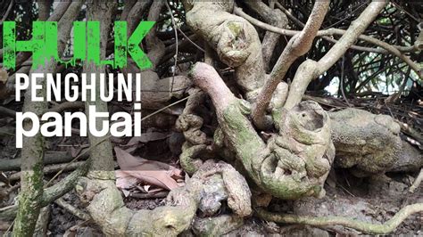 Lokasi Krakas Dan Ileng Ileng Berotot Berburu Bahan Bonsai Di Alam