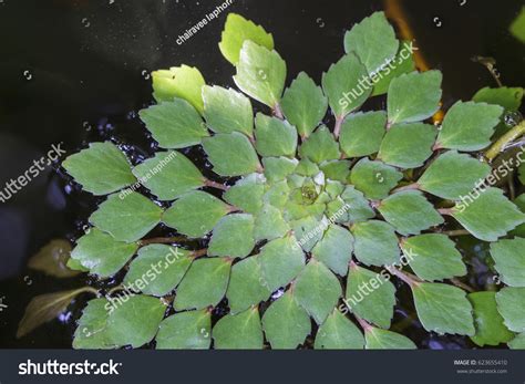 Water caltrop Images, Stock Photos & Vectors | Shutterstock