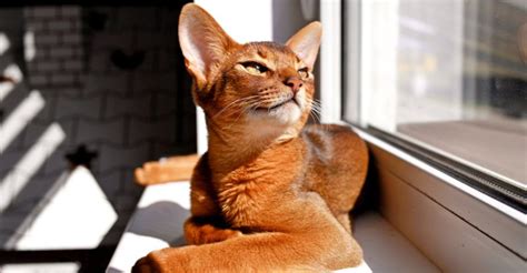 cats  love  sun    stay   shade