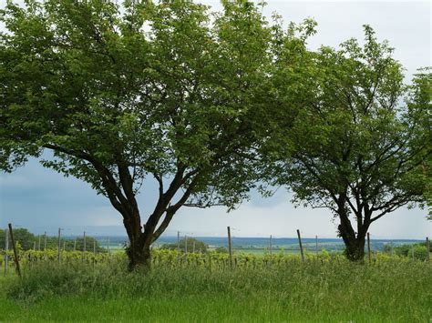 Urbaner Raum Würzburg Warum in Ferne schweifen