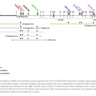 Location And Structure Of The Contactin Associated Protein Like