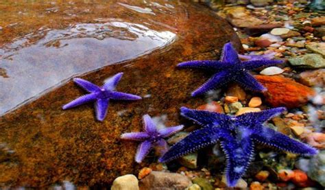 Andy Foto Natura Estrellas Marinas