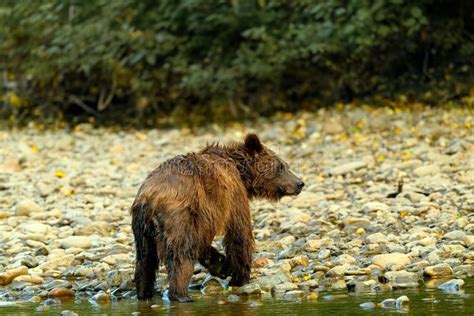 Grizzly Bear Ursus Arctos Horribilis Standing In The Atnarko River In