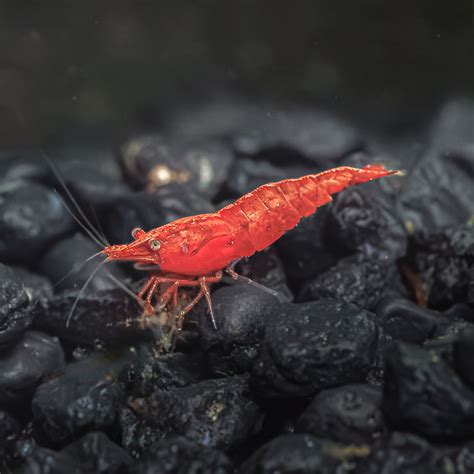 10 Pack | Red Cherry Shrimp | Buy Cherry Shrimp Online - Flip Aquatics