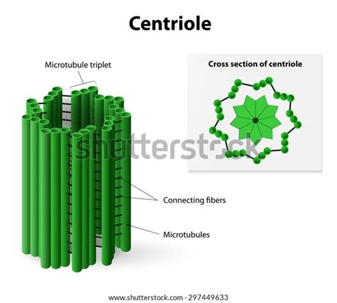 Centriole Diagrams Showing Arrangement Microtubules Cross Stock ...