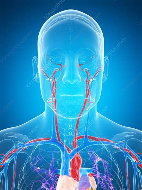 Human Vascular System Artwork Stock Image F009 6899 Science