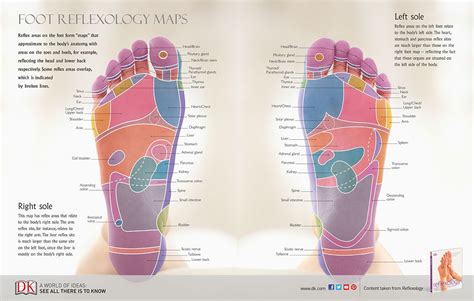 Reflexology Foot Maps To Maximise Your Massage Reflexology Foot