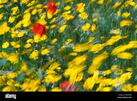 Flores Que Mueven El Viento Fotograf As E Im Genes De Alta Resoluci N