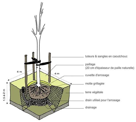 Arbre Plantations Trop Rares Ou Inadapt Es