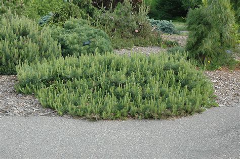 Hillside Creeper Scotch Pine Pinus Sylvestris Hillside Creeper In