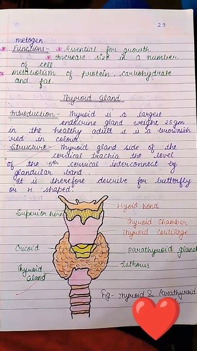 🔥pituitary And Thyroid Gland ️ ️🔥for Class 12th Bsc Neet 💥💥 Youtube