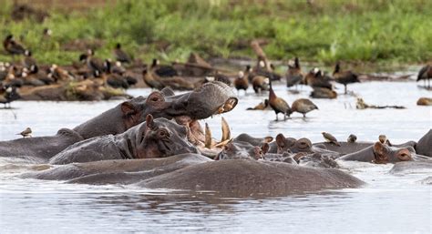 Best Time Of The Year To Visit Tanzania Lake Manyara National Park 1EB