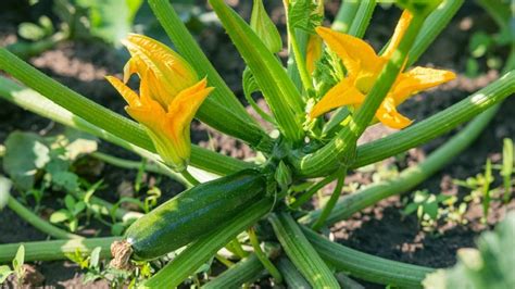 Zucchini Companion Plants 27 Plants To Grow With Zucchini