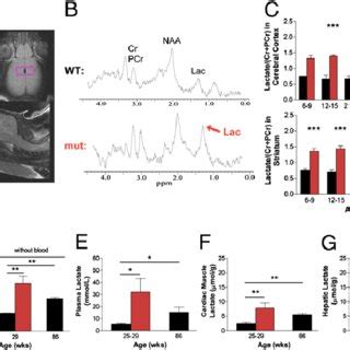 High Lactate Levels In Brain And Peripheral Tissues A Position Of