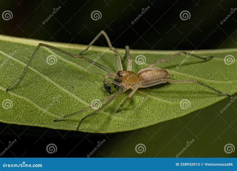 Small Ghost Spider Stock Image Image Of Entelegynes 258932013