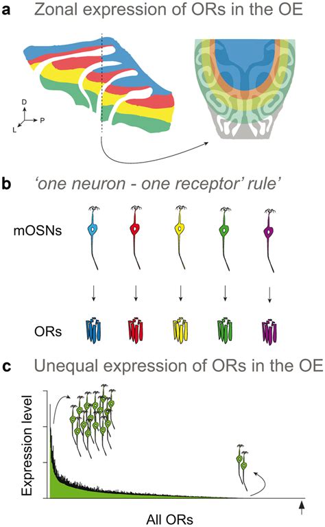 Expression Patterns Of Odorant Receptors ORs In The Olfactory