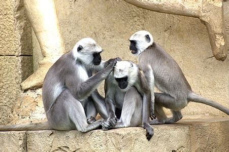 royalty  photo gray monkey  selective focus photography pickpik