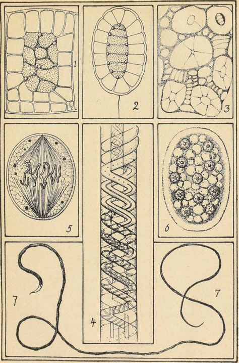 nemfrog - “The structure of protoplasm.” Plants as...