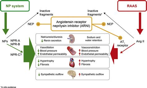 Natriuretic Peptides And Cardio Renal Disease International Journal