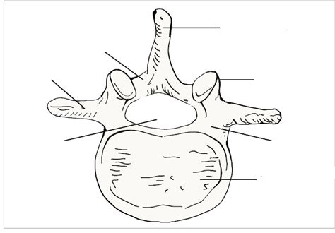 vertebra Diagram | Quizlet