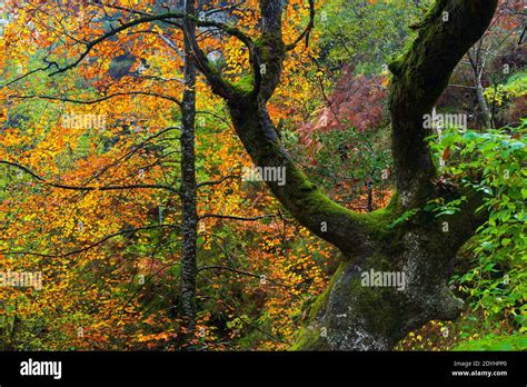 Parque Natural De Redes Asturias Hi Res Stock Photography And Images