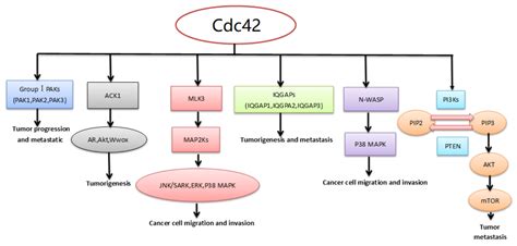 Molecules Free Full Text Regulating Cdc42 And Its Signaling Pathways In Cancer Small