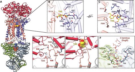 Structural Basis Of Trehalose Recycling By The ABC Transporter LpqY