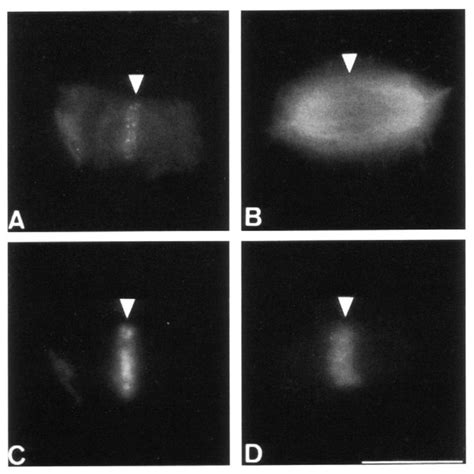 Immunofluorescence Staining Of Metaphase Ii Arrested Mouse Oocytes A