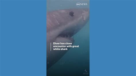 Video Diver Has Close Encounter With Great White Shark Abc News