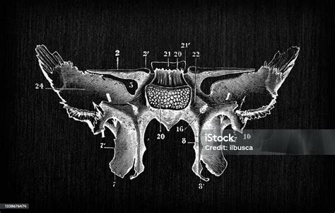 Ilustrasi Antik Tulang Anatomi Tubuh Manusia Tengkorak Tulang Sphenoid