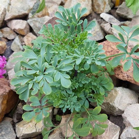 Harvesting Rue Herbs - How And When To Use Rue Plants From The Garden ...