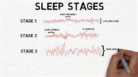 Stages Of Sleep The Sleep Cycle Kingaru Sleep