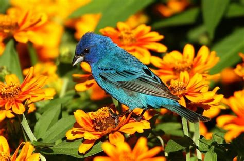 Indigo Bunting | Nature Manitoba