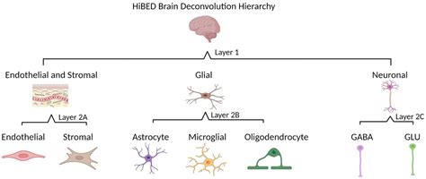 Frontiers Hierarchical Deconvolution For Extensive Cell Type