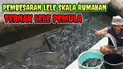 PEMBESARAN LELE SKALA RUMAHAN TERNAK LELE PEMULA YouTube