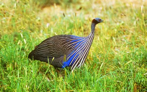 Vulturine Guinea Fowl Species Profile Facts Learnpoultry