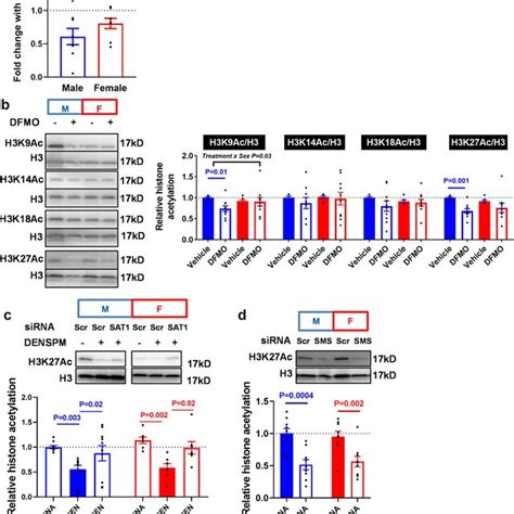 Polyamine Depletion Reduces Acetyl Coa Levels And Decreases Histone