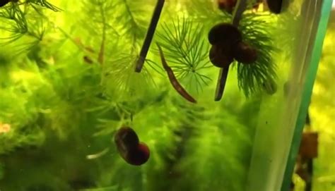 How To Get Rid Of Leeches In Aquarium Aquariuman