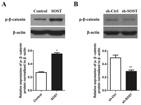 Sclerostin Promotes Human Dental Pulp Cells Senescence Peerj