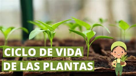 Ciclo De Vida De La Planta