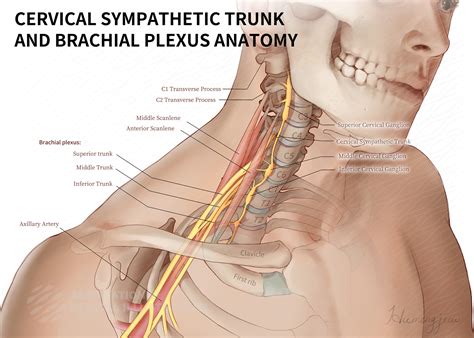 Cervical And Brachial Plexus