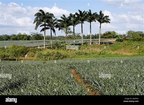 Pineapple plantation near Pital, Costa Rica Stock Photo - Alamy