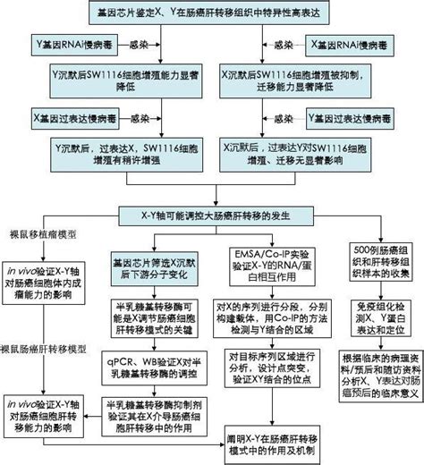 某科研项目拟采取的研究方法、技术路线、实验方案及可行性分析word文档在线阅读与下载文档网