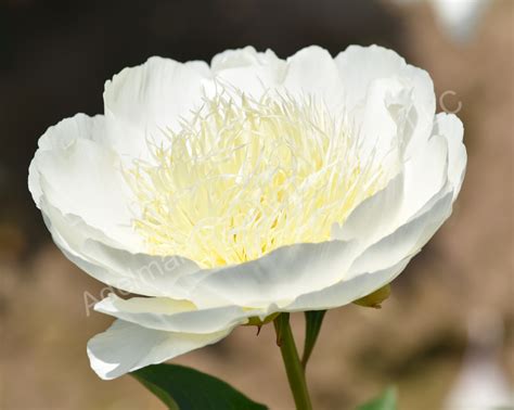 The Bride S Dream Peony Adelman Peony Gardens