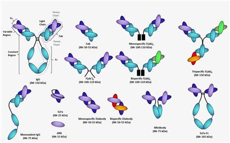 Recombinant Antibody Fragments - Therapeutic Antibody And Protein ...