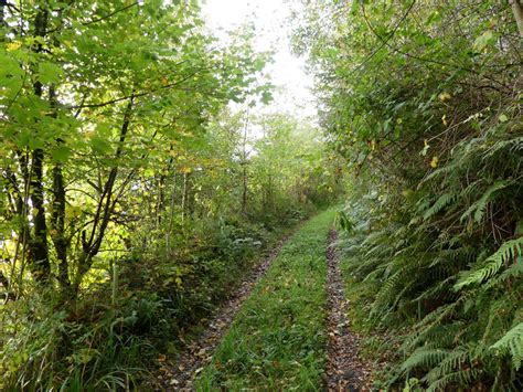 Woodland For Sale Glan Teifi Wood Near Abercych In Pembrokeshire