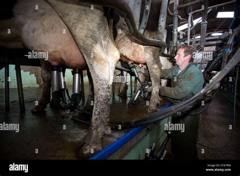 Dairy Cows Being Milked Stock Photo Alamy