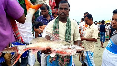 পদ্মার বড় সাইজের আইড় বেয়াল কাতলা মাছের মেলা Big Fish Price